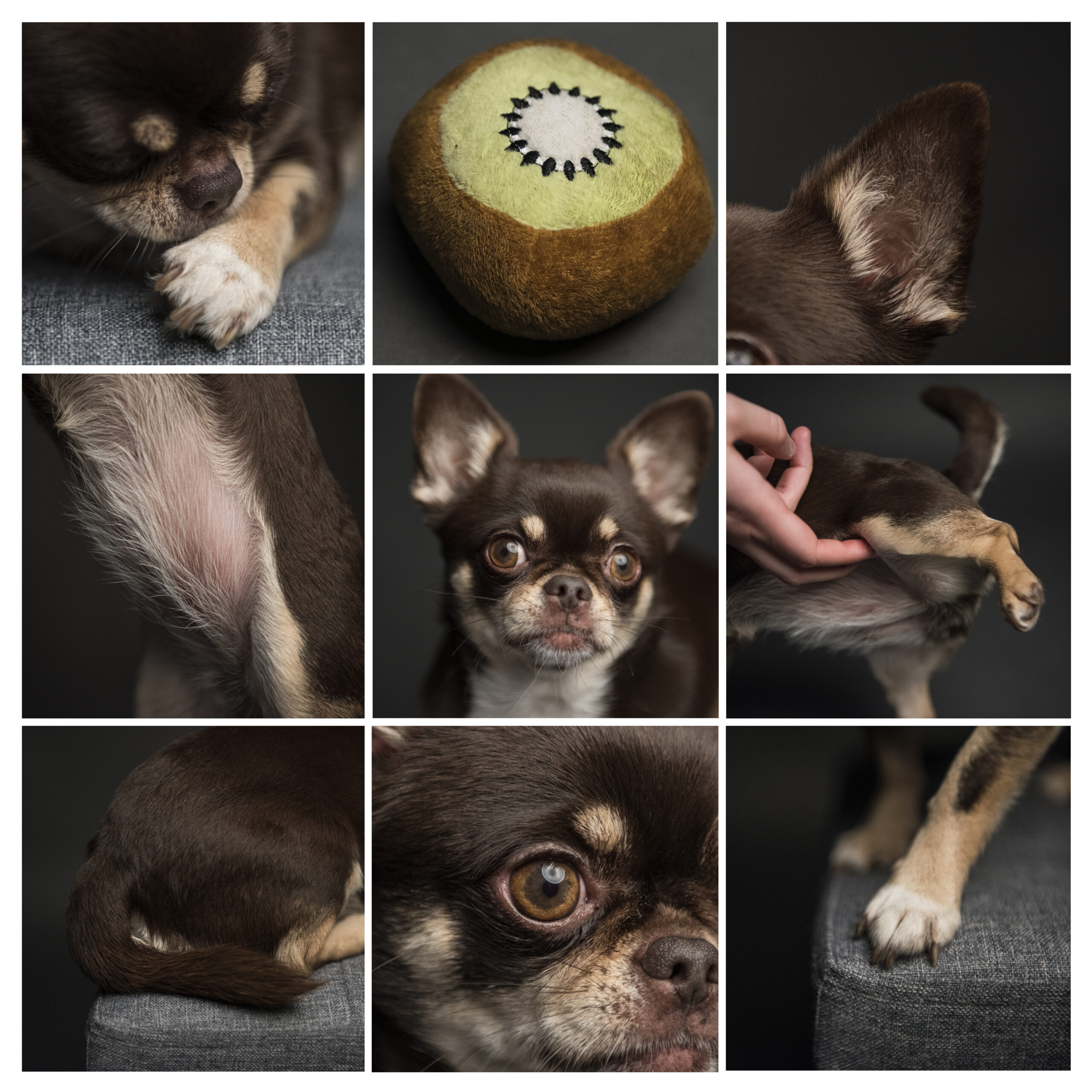 collage_kiwi